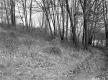Stand of Deciduous Trees