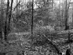View through Forest