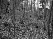 Camp in Woods