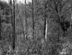 View through Forest