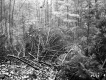 View through Forest