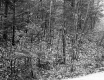 View through Forest
