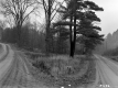 Fork in Road through Forest