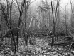 Downed Branches in Forest