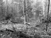 Downed Branches in Forest