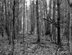 View through Forest