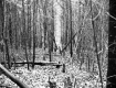 View through Forest