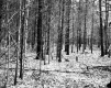 View through Forest