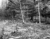 View through Forest