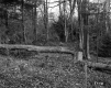 Downed Tree in Forest