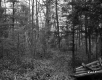 View through Forest