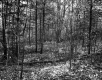 View through Forest