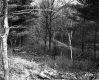 View through Forest