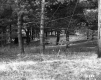 Shed in Woods