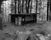 Shed in Woods
