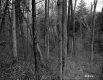 View through Forest