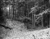 View through Forest