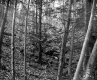 View through Forest