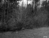 View through Forest