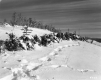 Spruce and Hemlock on Route 103 in Mt. Holly