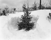 Spruce and Hemlock on Route 103 in Mt. Holly