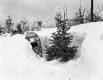 Spruce and Hemlock on Route 103 in Mt. Holly