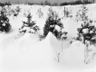 Spruce and Hemlock on Route 103 in Mt. Holly
