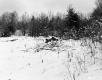 Snow-Covered Trees