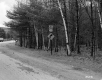 Forest along U.S. Route 5