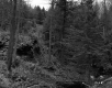 Forest View