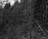 Forest View