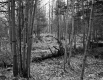 Forest View