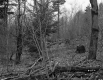 Forest View