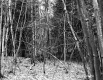 Forest View