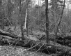 Downed Trees in Forest
