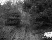 Dirt Road through Forest
