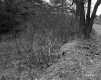 Shrubs and Trees along Rural Road