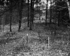 Forest View