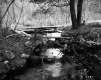 Stream through Forest