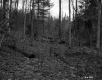 Forest View