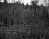 Forest View