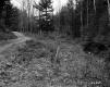 Dirt Road through Forest