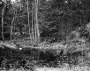 Water through Forest
