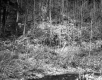 Forest View
