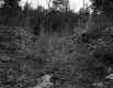 Forest View