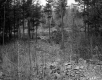 Water through Forest