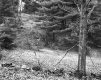Fieldstone Wall near Forest