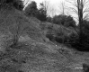 Trees on Slope