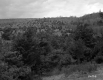 Conifers on Hill