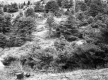 Conifers on Hill